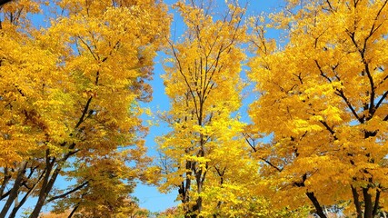 autumn leaves landscape