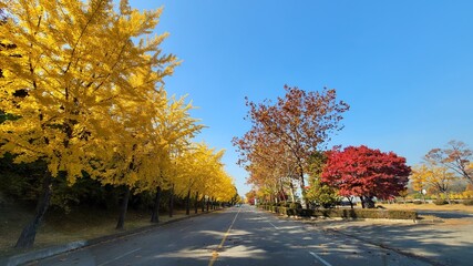 Obraz premium autumn leaves landscape