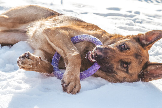 German Shepherd plays in the snow with a purple puller toy in its mouth. Happy dog on a sunny day lies on the snow with a toy in his teeth and looks at the camera. High quality photo
