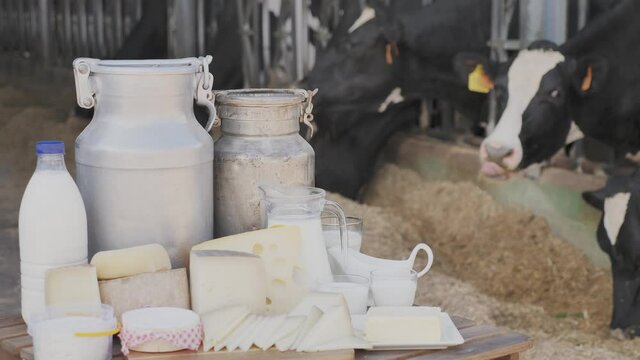 Aluminum can and glass decanter with milk, fresh curd and various cheeses on table standing in outdoor cowshed. Production of dairy products 