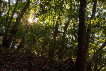 緑の森の中に差し込むまぶしい太陽の光