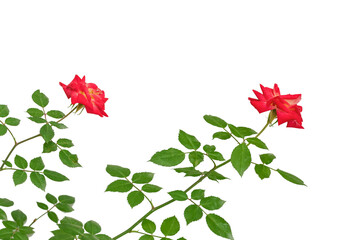 Two beautiful red rose isolated on white background