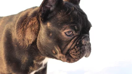 Photo sur Plexiglas Bulldog français フレンチブルドッグ、黒、犬、ブリンドル、ドッグ, ブルドッグ