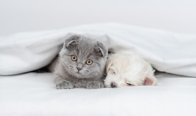 Fold kitten lying with sleepy tiny white Maltese puppy lying together under warm blanket on a bed at home