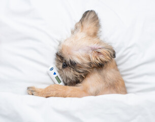 Sick Brussels Griffon puppy sleeps on a bed at home with a thermometer under the paw. Top down view