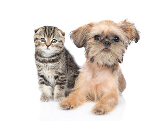 Brussels Griffon puppy and scottish fold kitten look at camera together. Isolated on white background