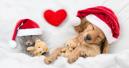 English Cocker spaniel puppy and tiny kitten wearing santa hats sleep together withred heart under white warm blanket on a bed at home. Pets hug toy bears. Top down view