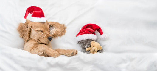 English Cocker Spaniel puppy  sleeps with cozy kitten  under warm  white blanket on a bed at home. Pets wearing red santa hats sleep together. Kitten hugs toy bear. Empty space for text