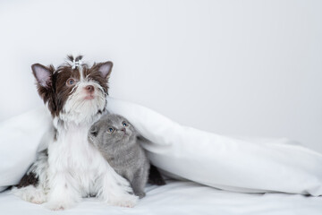 Biewer yorkshire terrier and tiny kitten sit together under warm blanket on a bed at home and looks away and up on empty space