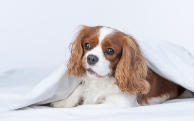 Cute King charles spaniel dog lies under white blanket on a bed at home