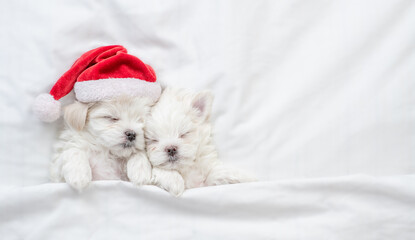 Two maltese puppies wearing santa hat sleep on a bed at home. Top down view. Empty space for text
