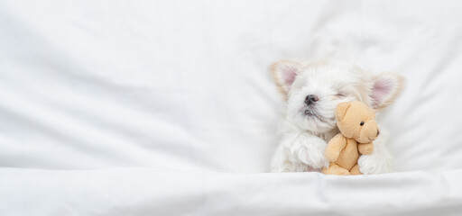 Cozy Maltese puppy sleeps on a bed at home and hugs favorite toy bear. Top down view. Empty space for text