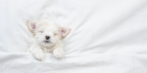 Tiny white Maltese puppy sleeps under warm blanket on a bed at home. Top down view. Empty space for...