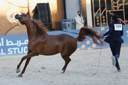 A horse breeder displays qualities of his horse during a Horse Beauty Pageant in Riyadh, Saudi Arabia