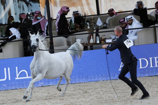 A horse breeder displays qualities of his horse during a Horse Beauty Pageant in Riyadh, Saudi Arabia