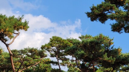 pine field on a sunny day