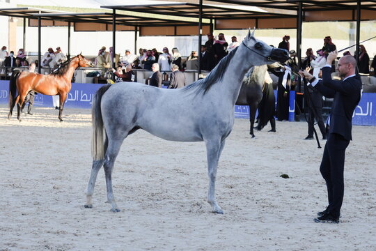 Horse breeders display qualities of their horses during a Horse Beauty Pageant in Riyadh, Saudi Arabia