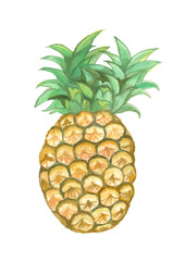isolated watercolor yellow pineapple, illustration summer fruit on white background - 480858524