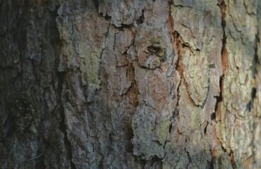 macro photography of tree bark