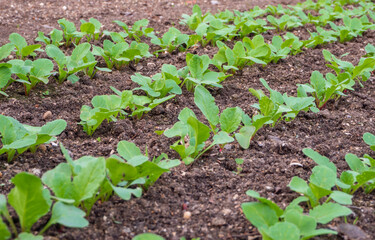 Radish sprouts on the garden bed in the spring. Growing organic vegetables. Fresh seedlings growing from the soil in a row. The soil is light black. Vegetable beds in the open ground
