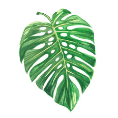 isolated watercolor green monstera leaf, illustration plant on white background - 480859531