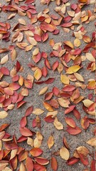 autumn leaves on the ground