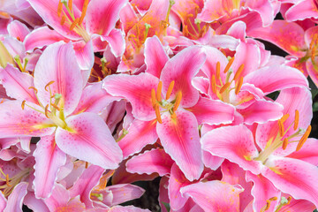 Fototapeta na wymiar Beautiful colorful flower background for wedding scene