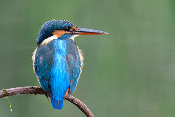 fluffy blue bird with large beaks calmly perching on twig while fishing in stream, common kingfisher
