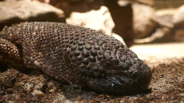 Beaded lizard with bumpy skin head close-up