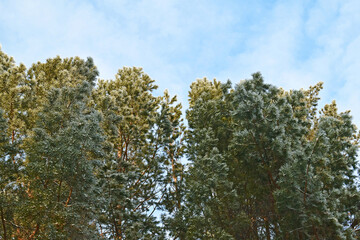 fabulous pines and birches in the winter forest