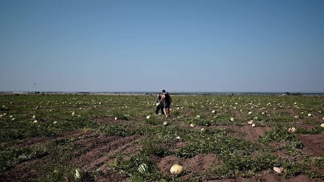 Watermelon Harvest. Farm workers picking Watermelons in a field. melon field with heaps of ripe watermelons in summer