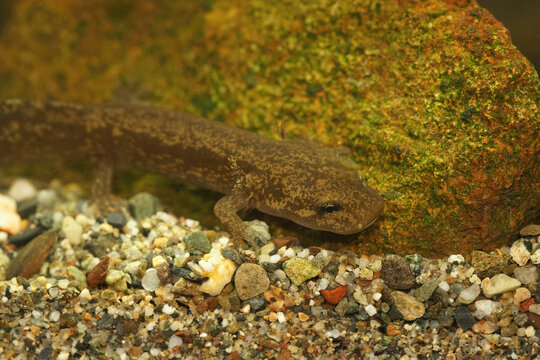 Closeup on an aquatic larvae of the coastal giant salamander , Dicamptodon tenebrosus