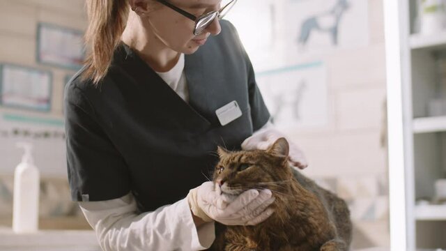 Tilt up shot of female veterinarian in gloves and uniform petting cute cat during examination in clinic