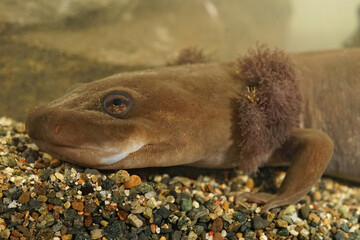 Closeup on the head of a rare neotenic adult coastal giant salamander, Dicamptodon tenebrosus with well developped red gills