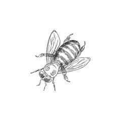 Honey bee hand drawn vintage clip art, engraving vector illustration isolated.