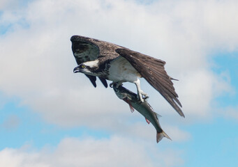 大物を捉えて飛ぶミサゴ