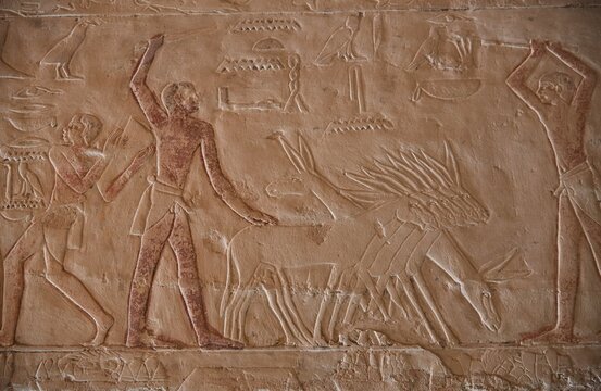 Scenes from the Tomb of Mehu, Saqqara, Egypt