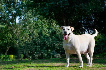 Cute happy Dog playing in the park