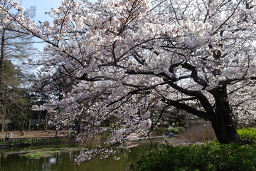 石神井池を背景にした満開の桜／【石神井公園】東京都練馬区