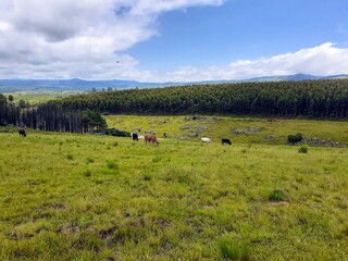 cows in the field surrounded by a forest