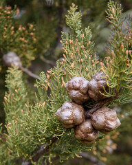 Branch of thuja with cones