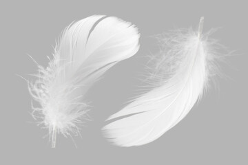 White Fluffly Feathers on Gray Background. Swan Feather