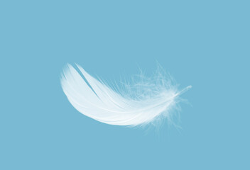 Lightly Soft of White Feather Falling in The Air. Swan Feather