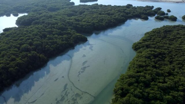 Aerial circling shot of coastal vegetation and sea water on sunny day, Tarout Island
