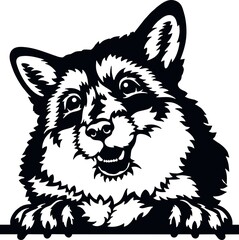 Peeking Fox - Funny Wild Animal peeking out - face head isolated on white