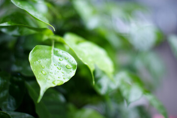 Fototapeta premium Water drops on green leaves give a fresh and lively atmosphere