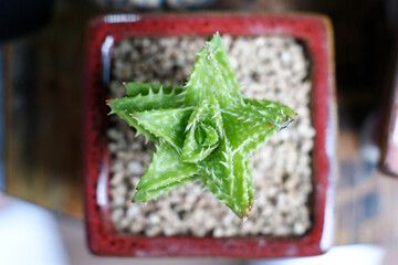 Top view of star-shaped green succulents