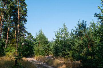 Sand road in the woodland. High and young conifer trees and yellow grass
