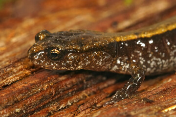 Closeup on the head of a yellow Plethodon vehiculum, Western redback salamander , sitting on a piece of wood