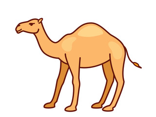Camel isolated on white background, vector illustration of arabian dromedary one-humped camel in flat style with outline